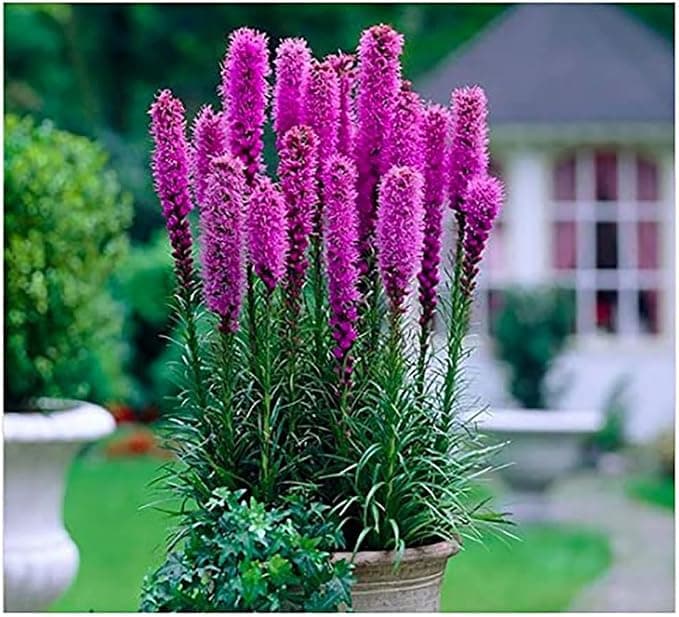 Purple Blazing Star