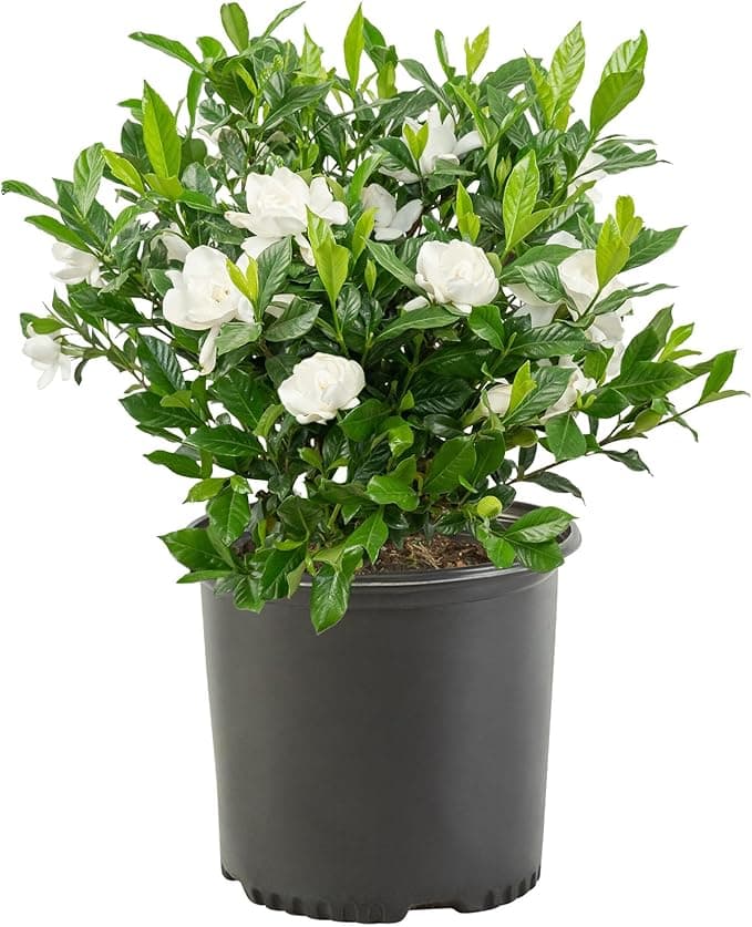 August Beauty Gardenia
